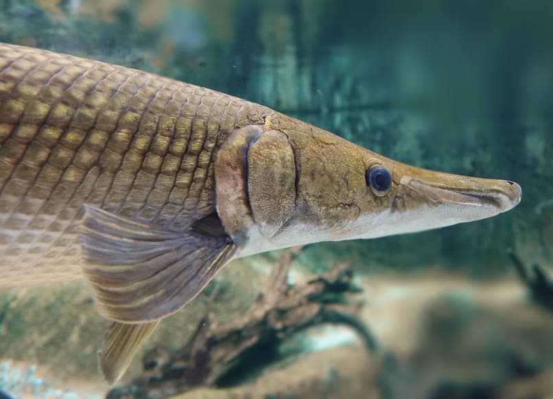 Alligator gar fish found in the waters of Blue Cypress Conservation Area near Vero Beach Florida