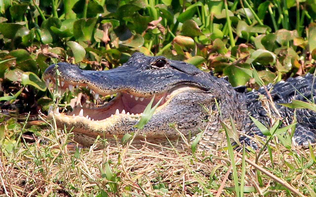 American alligator basking in the sun during a Gator Bait Airboat Adventure at Blue Cypress Conservation Area