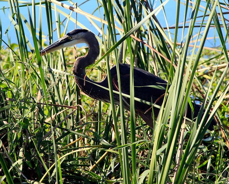 Great blue heron fishing in the reeds during an airboat eco-tour at Blue Cypress Conservation Area
