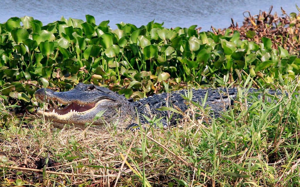 Alligator resting among lily pads at Blue Cypress Conservation Area during a Gator Bait airboat tour
