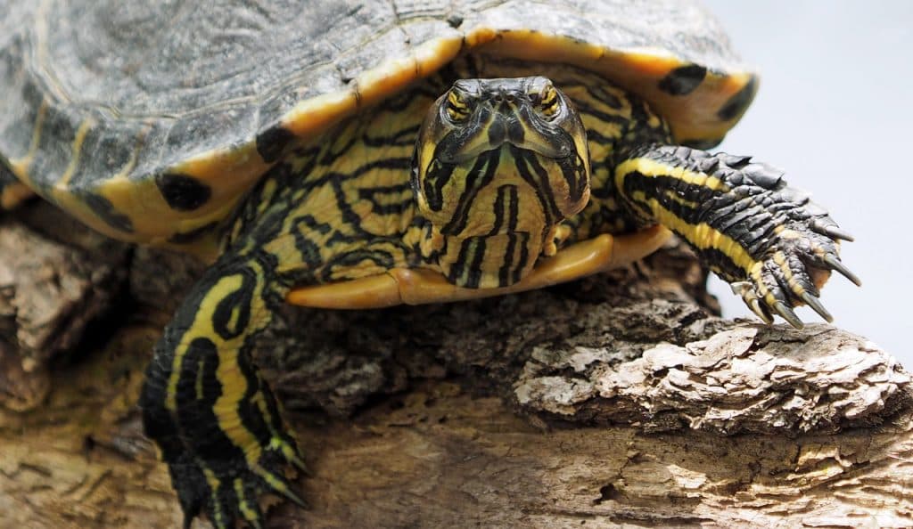 Eastern box turtle spotted along the shoreline during a Gator Bait airboat ride near Vero Beach Florida
