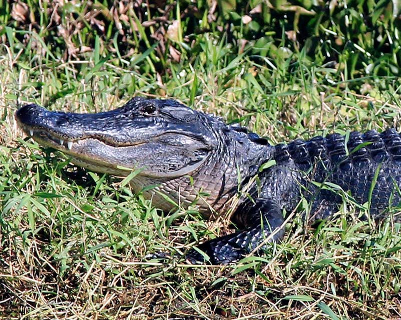 Alligator in the reeds at Blue Cypress Conservation Area spotted on a Gator Bait Airboat Adventure