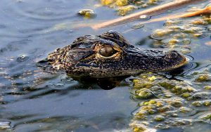 A babBaby alligator resting in Florida wetlandsy alligator peers from under the swampy water.