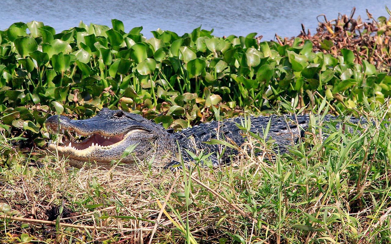 Tours & Prices – Airboat rides vero beach on GatorBait! Book your air ...