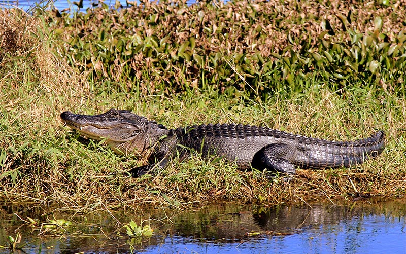 Alligator rest on the floating grass of Blue Cypress Preserve as a Gator Bait tour cruises by.