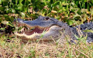 Alligator with open mouth in Florida wetlands