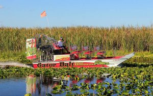 Gator Bait Airboat in the swamp.