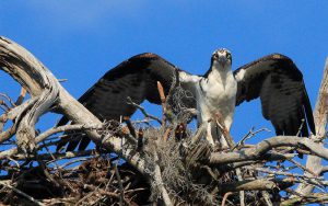 An osprey sits upon her nest in Blue Cypress Preserve in Vero, Florida.