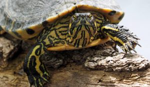 An Eastern Box Turtle on a log.